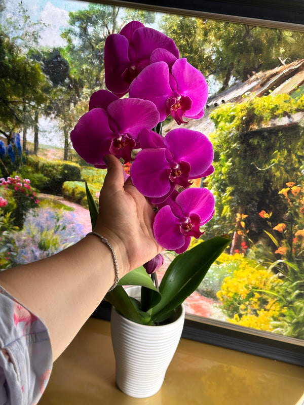 Exceptional Orchid