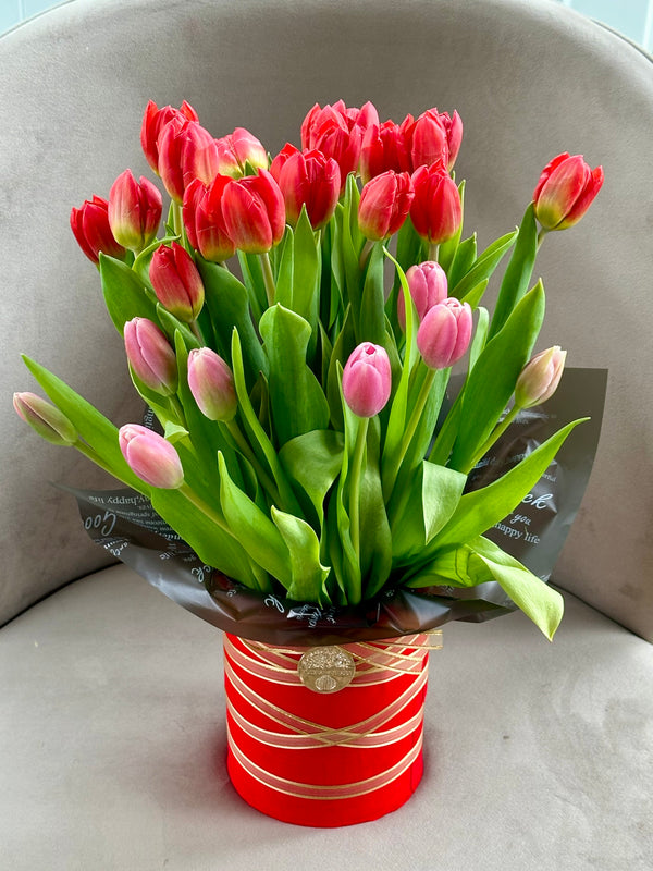 24 Tulip Dream