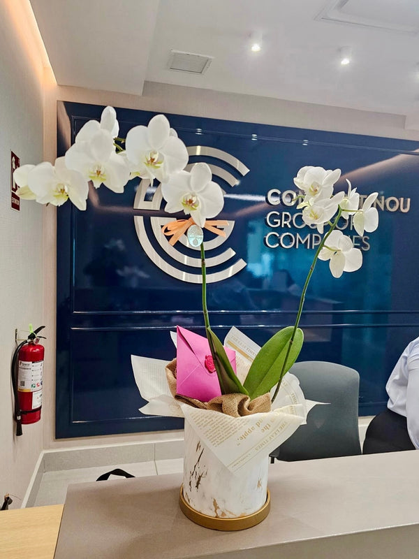 Orchid 2 stems