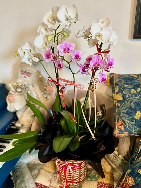 Orchid Island